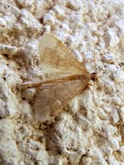 Dolicharthria punctalis