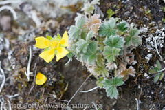 Potentilla × villosula