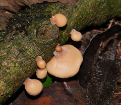 Lentinellus pulvinulus