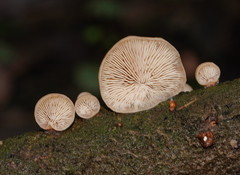 Lentinellus pulvinulus