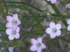 Polemoniaceae