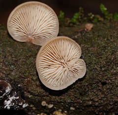 Lentinellus pulvinulus