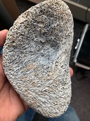 Dodecaceria concharum