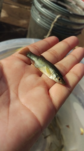 Blackfin Goodea