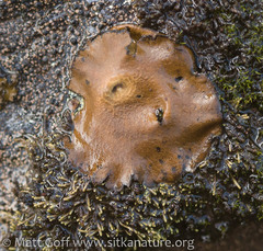 Umbilicaria hyperborea