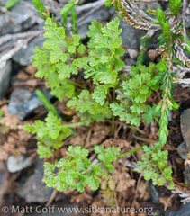 Cryptogramma sitchensis