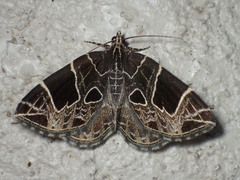Gandaritis atricolorata