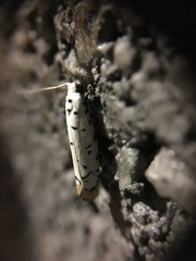 Lepidoptera