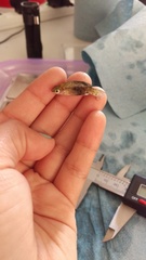 Zoogoneticus purhepechus