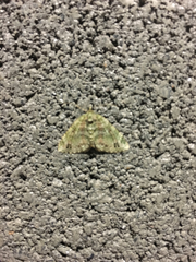 Hammaptera parinotata