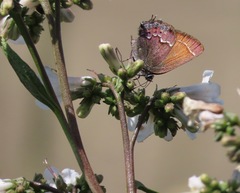 Callophrys muiri