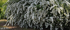 Spiraea cantoniensis