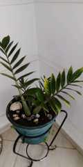 Zamioculcas