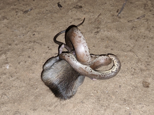 Whitaker’s sand boa, Eryx whitakeri