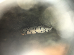 Lepidoptera