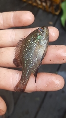 Enneacanthus gloriosus