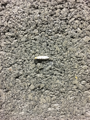 Lepidoptera
