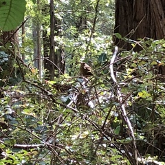 Troglodytes pacificus