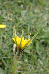 Tragopogon minor