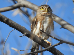 Glaucidium palmarum
