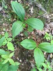 Veratrum viride