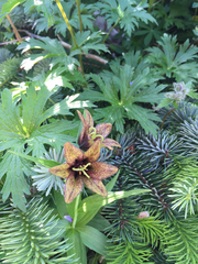 Fritillaria camschatcensis