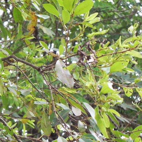 Chrysophyllum marginatum (Chrysophyllum marginatum)