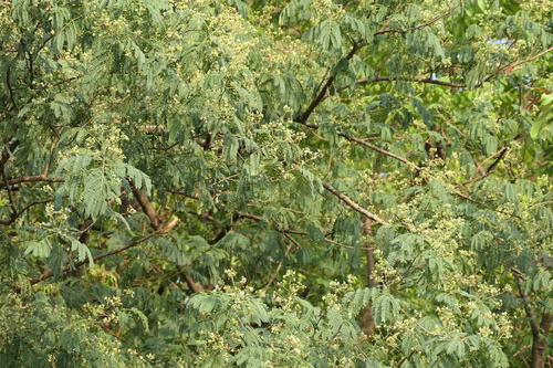 Albizia odoratissima, photograph 6