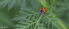 Coccinella septempunctata