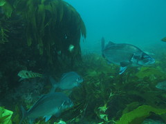 Latridopsis ciliaris