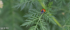 Coccinella septempunctata