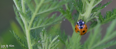 Coccinella septempunctata