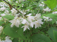 Deutzia gracilis