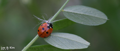 Coccinella septempunctata