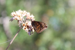 Noctuana haematospila