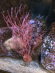 Leptogorgia chilensis