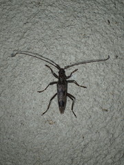 Elytrimitatrix undata