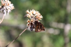 Noctuana haematospila