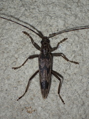 Elytrimitatrix undata