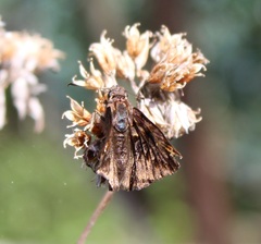 Noctuana haematospila