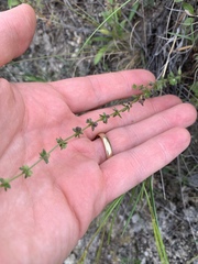 Galium virgatum