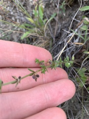 Galium virgatum