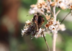 Noctuana haematospila