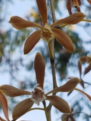 Encyclia candollei
