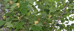 Liriodendron tulipifera