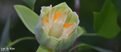 Liriodendron tulipifera