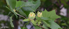 Liriodendron tulipifera