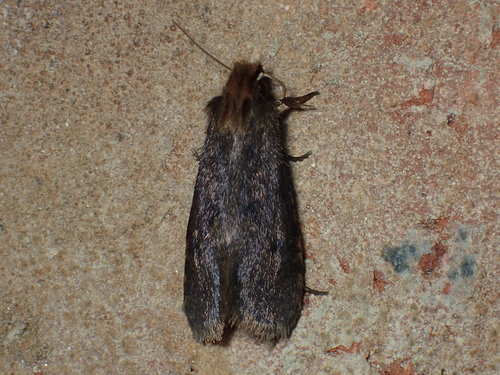 Walsingham's Grass Tubeworm Moth photo 4