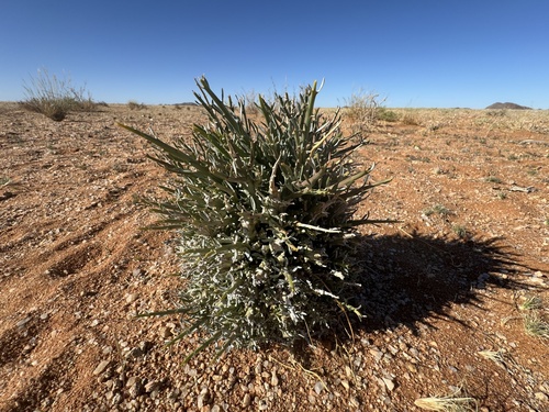 Euphorbia namaquensis