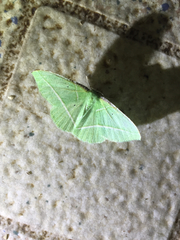 Dichorda illustraria